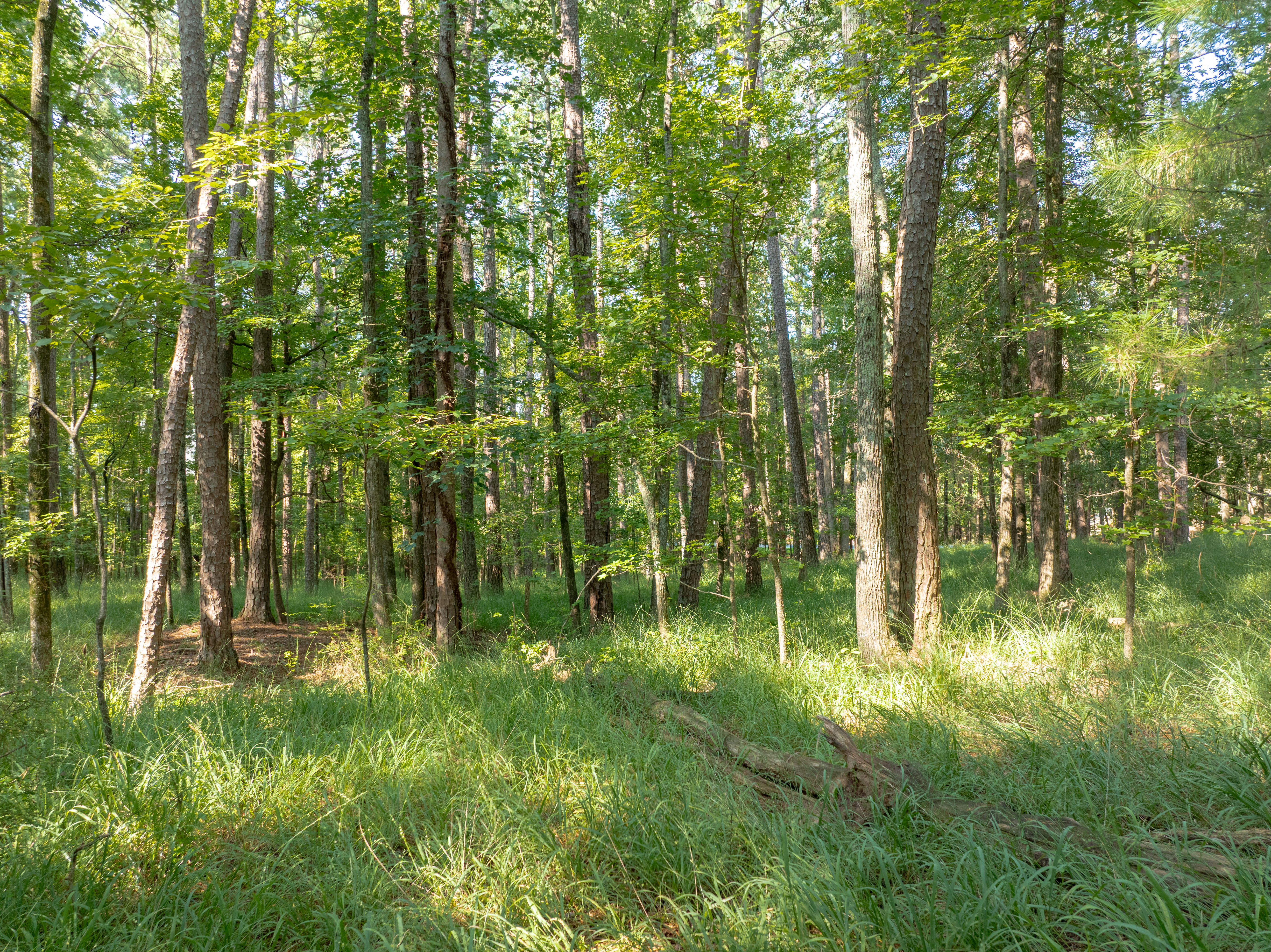 1010 Wrayswood Circle image 7